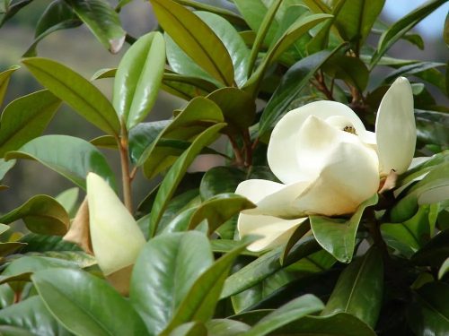 Örökzöld magnolia - Magnolia Grandiflora K2