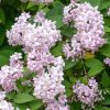 Érdeslevelű Gyöngyvirágcserje - Deutzia × hybrida ‘Mont Rose’ Cs14