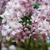 Érdeslevelű Gyöngyvirágcserje - Deutzia × hybrida ‘Mont Rose’ Cs14