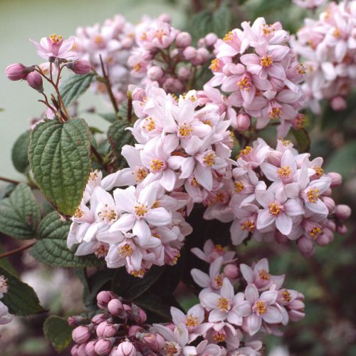 Érdeslevelű Gyöngyvirágcserje - Deutzia × hybrida ‘Mont Rose’ Cs14