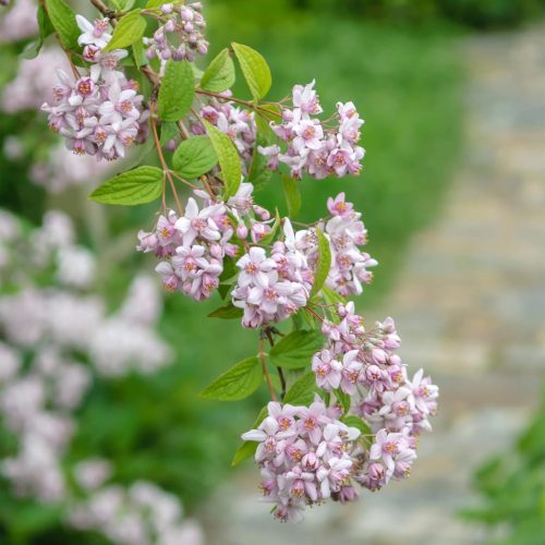 Érdeslevelű Gyöngyvirágcserje - Deutzia × hybrida ‘Mont Rose’ Cs14