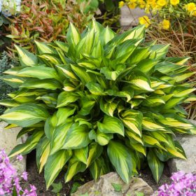 Árnyékliliom - Hosta 'Lakeside Little Tuft'