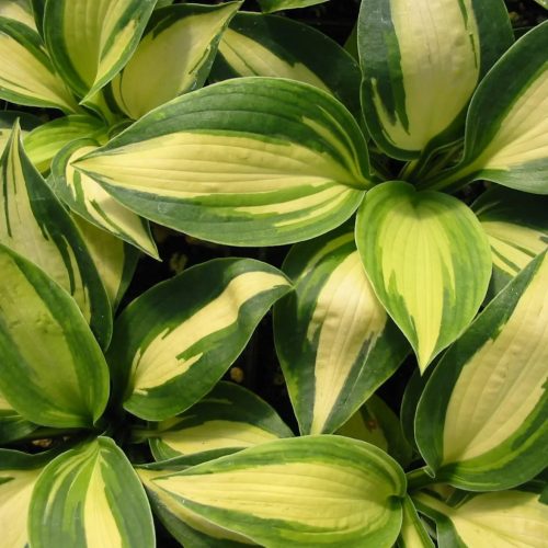 Árnyékliliom - Hosta 'Lakeside Little Tuft'