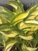 Árnyékliliom - Hosta 'Lakeside Little Tuft'