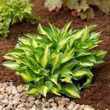 Árnyékliliom - Hosta 'Lakeside Little Tuft'