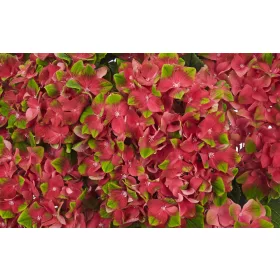   Kerti hortenzia - Hydrangea macrophylla 'Glossy Lips'