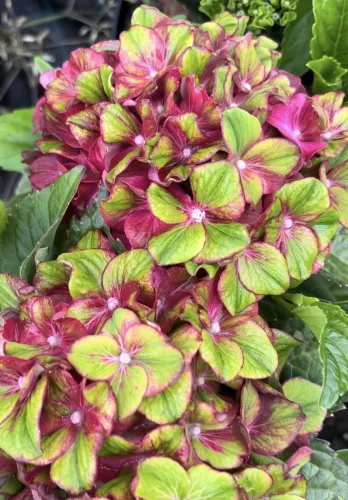 Kerti hortenzia - Hydrangea macrophylla 'Glossy Lips'
