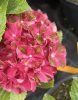 Kerti hortenzia - Hydrangea macrophylla 'Glossy Lips'