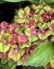 Kerti hortenzia - Hydrangea macrophylla 'Glossy Lips'