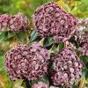 Hegyi babér - Kalmia latifolia "Sterntaler"