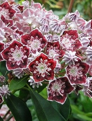 Hegyi babér - Kalmia latifolia "Sterntaler"
