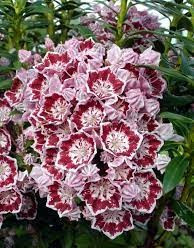 Hegyi babér - Kalmia latifolia "Sterntaler"
