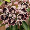 Hegyi babér - Kalmia latifolia "Sterntaler"