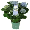 KERTI HORTENZIA " MAGICAL REVOLUTION BLUE " - HYDRANGEA MACROPHYLLA - virágos