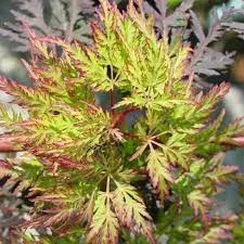 Japán juhar - Acer palmatum "Emerald Lace" Cs15