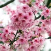 Törpe Japán díszcseresznye - Prunus nipponica ‘Ruby’ Törzs: 80 cm