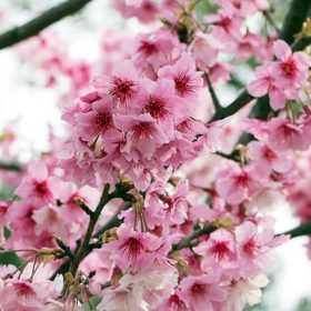   Törpe Japán díszcseresznye - Prunus nipponica ‘Ruby’ Törzs: 80 cm