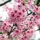 Törpe Japán díszcseresznye - Prunus nipponica ‘Ruby’ Törzs: 80 cm