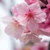 Törpe Japán díszcseresznye - Prunus nipponica ‘Ruby’ Törzs: 80 cm