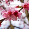 Törpe Japán díszcseresznye - Prunus nipponica ‘Ruby’ Törzs: 80 cm