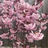 Törpe Japán díszcseresznye - Prunus nipponica ‘Ruby’ Törzs: 80 cm
