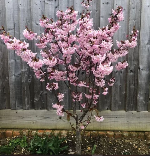 Törpe Japán díszcseresznye - Prunus nipponica ‘Ruby’ Törzs: 80 cm