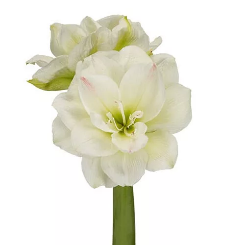 Amaryllis - Hippeastrum "Alfresco"