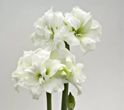 Amaryllis - Hippeastrum "Alfresco"