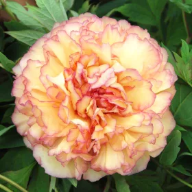   Fás szárú Bazsarózsa - Paeonia suffruticosa "Jin Ge"