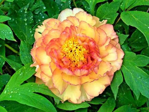 Fás szárú Bazsarózsa - Paeonia suffruticosa "Jin Ge"