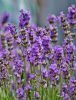 Levendula - Lavandula angustifolia "Valence Dark Violet"