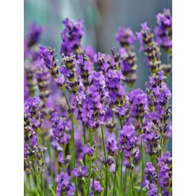   Levendula - Lavandula angustifolia "Valence Dark Violet"