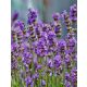Levendula - Lavandula angustifolia "Valence Dark Violet"