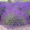 Levendula - Lavandula angustifolia "Valence Dark Violet"