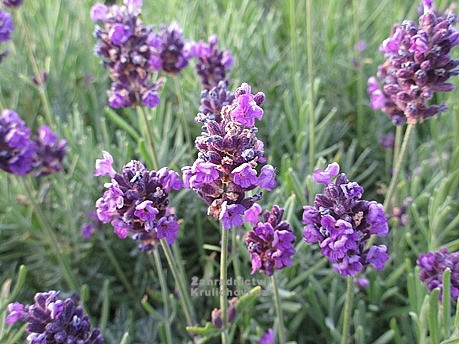 Levendula - Lavandula angustifolia "Valence Dark Violet"