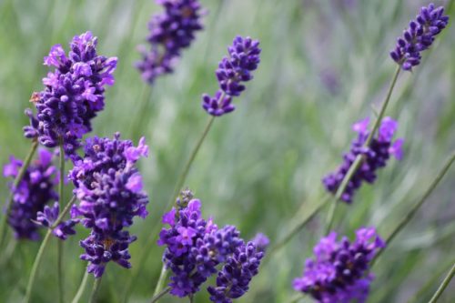 Levendula - Lavandula angustifolia "Valence Dark Violet"