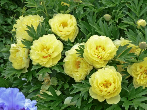 Sárga fás szárú Bazsarózsa - Paeonia suffruticosa