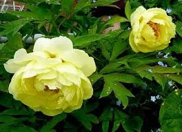 Sárga fás szárú Bazsarózsa - Paeonia suffruticosa