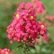 Kínai selyemmírtusz - Lagerstroemia "Coccinea"