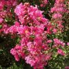 Kínai selyemmírtusz - Lagerstroemia "Coccinea"