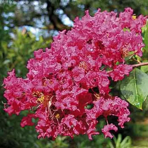 Kínai selyemmírtusz - Lagerstroemia "Coccinea"