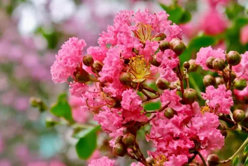 Kínai selyemmírtusz - Lagerstroemia "Coccinea"