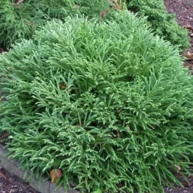   Törpe japán cédrus - Cryptomeria japonica "Little Sonja"