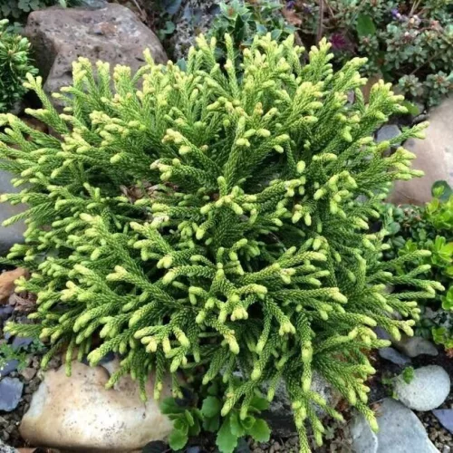 Törpe japán cédrus - Cryptomeria japonica "Little Sonja"