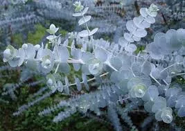 Kék lombu eukaliptus - Eucaliptus " Baby Blue"