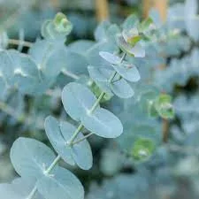 Kék lombu eukaliptus - Eucaliptus " Baby Blue"