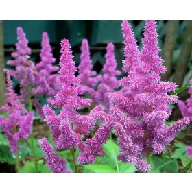 Tollbuga - Astilbe "Pumia"