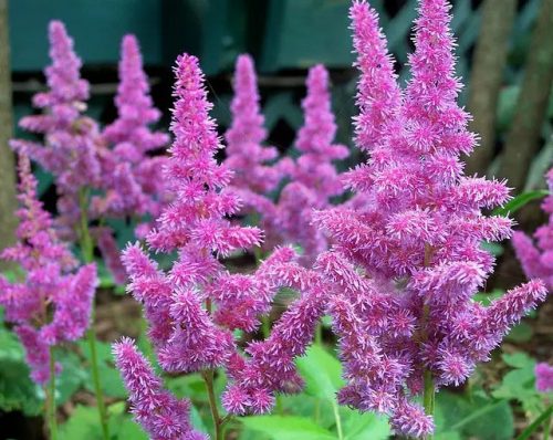 Tollbuga - Astilbe "Pumia"