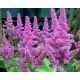 Tollbuga - Astilbe "Pumia"