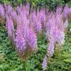 Tollbuga - Astilbe "Pumia"